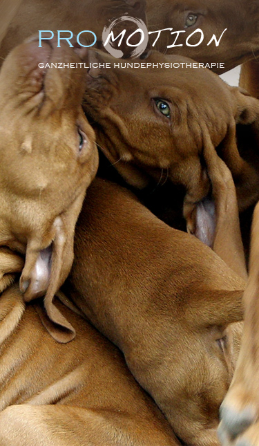 Ganzheitliche Hundephysiotherapie Berlin :: Links